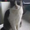 Liebevolle Katzen Falca (blind) u. Kinoa