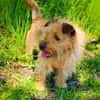 Roschko ein lieber Terrier Mix