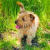 Roschko ein lieber Terrier Mix