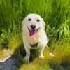 Didko ein toller Familienhund