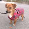 Pixie, kleine Biene