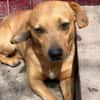 Dackel Mix, Rüde, 3 Jahre