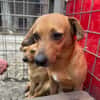 Dackel Mix, Rüde, 3 Jahre