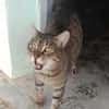 Liebevoller Kater Cádiz