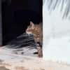 Liebevoller Kater Cádiz