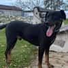 Toller Labbymix Leon