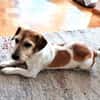 VICO - sucht Terrier erfahrenes Zuhause