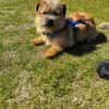 FIENE -rundum tolles Hundekind-
