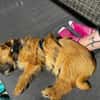 FIENE -rundum tolles Hundekind-
