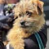 FIENE -rundum tolles Hundekind-