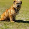 FIENE -rundum tolles Hundekind-