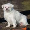 Susy kleine Mixhündin 4-6 Jahre 97318