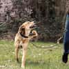 Luna sucht ihr Für-Immer-Zuhause