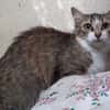 Ciboulette