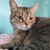 MINETTE
