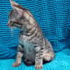 Potijaguar