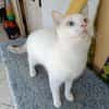 Lily Rose, la belle minette