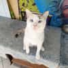 Lily Rose, la belle minette