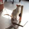 LEON