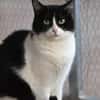 FABI