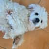 Loulou le foufou