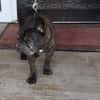 SIMBA