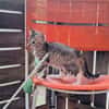 ✨️ LOUANA ✨️ 🐱