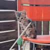 ✨️ LOUANA ✨️ 🐱