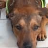 Baloo
