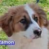 Ramon - verschmust und verspielt