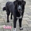Ruby - freundlich und menschenbezogen