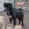 Ruby - freundlich und menschenbezogen