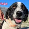 Mata - liebevoll und lernwillig