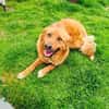 Vinni ein toller Golden Retriever Mix