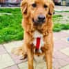 Vinni ein toller Golden Retriever Mix