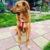 Vinni ein toller Golden Retriever Mix