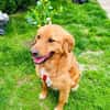 Vinni ein toller Golden Retriever Mix