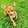 Moni ein Chihuahua Pinscher mix