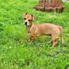 Moni ein Chihuahua Pinscher mix