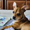 Moni ein Chihuahua Pinscher mix