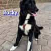 Rocky - freundlich und menschenbezogen
