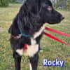 Rocky - freundlich und menschenbezogen