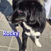 Rocky - freundlich und menschenbezogen