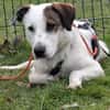 Benny sucht dringend ein Zuhause