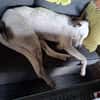 Benny sucht dringend ein Zuhause
