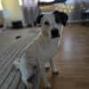 Benny sucht dringend ein Zuhause