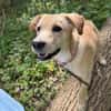 Sandy die kleinbleib. Welpin / 82284