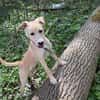 Sandy die kleinbleib. Welpin / 82284