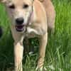 Sandy die kleinbleib. Welpin / 82284