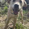 Sandy die kleinbleib. Welpin / 82284